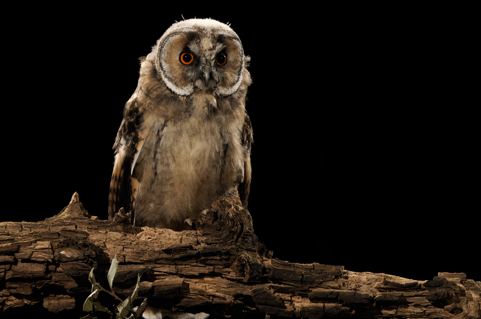 Imagen 18 de la galería de Búho Chico - Long-eared Owl